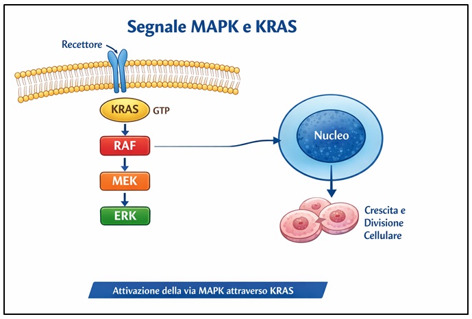 KRAS nella biologia del polmone