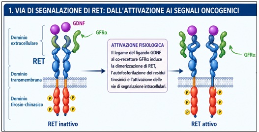 fusione del gene RET