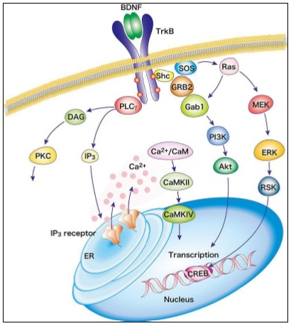 pathway di segnalazione TRK