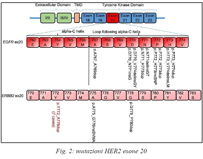 Le mutazioni di HER2 rappresentano il principale meccanismo oncogenico nel NSCLC HER2-driven. La maggior parte delle mutazioni interessa l’esone 20 del gene ERBB2. Le più frequenti sono le inserzioni in-frame dell’esone 20, che determinano: • attivazione costitutiva della tirosin-chinasi; • segnale proliferativo indipendente dal ligando; • crescita tumorale continua. Dal punto di vista biologico, queste mutazioni agiscono come veri driver oncogenici. La cellula tumorale sviluppa una forte dipendenza dalla pathway HER2, fenomeno definito “oncogene addiction”. Le mutazioni HER2 sono generalmente mutualmente esclusive rispetto ad altri driver oncogenici come: • EGFR; • ALK; • ROS1. Ciò suggerisce che HER2 possa rappresentare il principale motore molecolare della neoplasia.